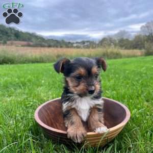 Willow, Yorkie Puppy